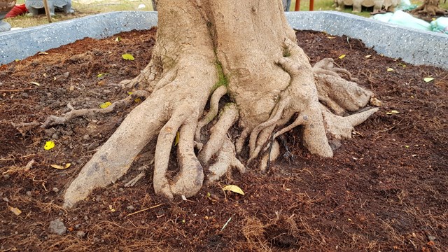 Mai vàng cổ được rao bán 2,5 tỷ đồng - Ảnh 1