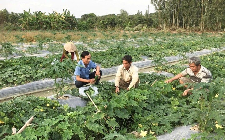 thu nhập nông thôn Cần Thơ đạt gần 97 triệu đồng/người/năm