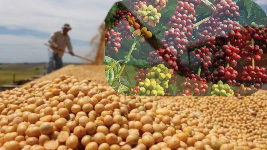 Giá cà phê Arabica tăng vọt, đậu tương chịu áp lực giảm trong tuần giao dịch vừa qua.